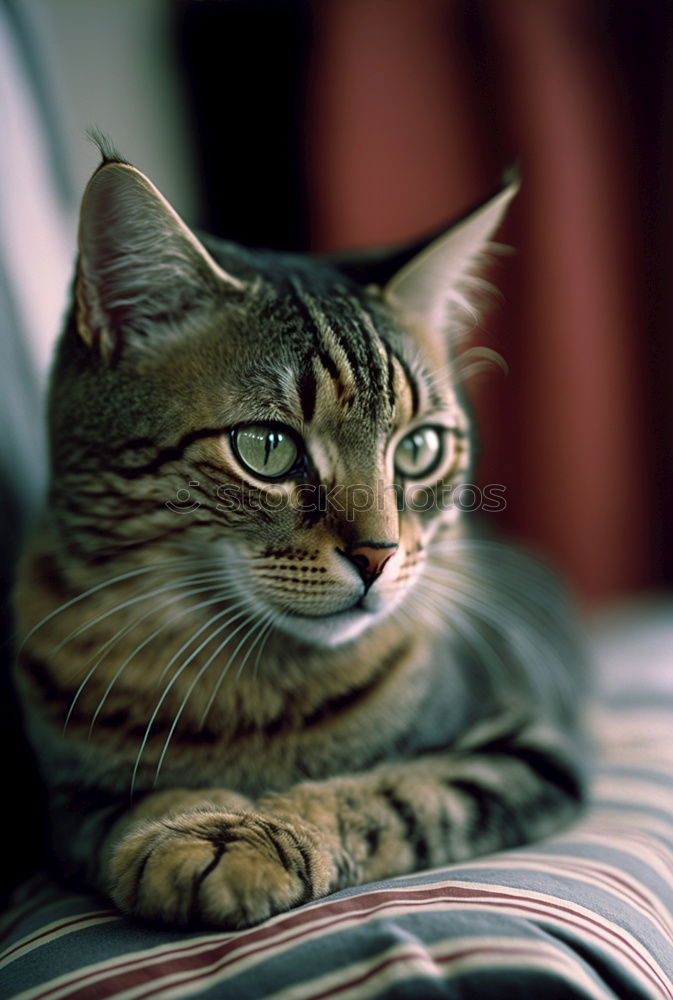 Similar – Image, Stock Photo Cat’s life!