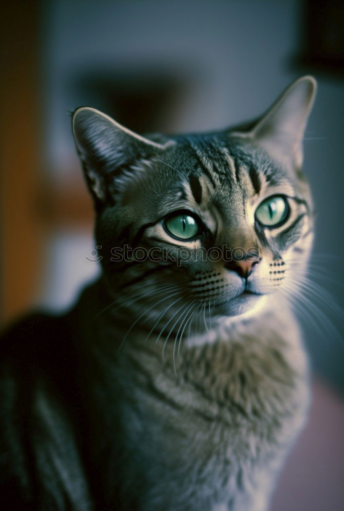 Similar – Image, Stock Photo Low tiger cat with blue eyes