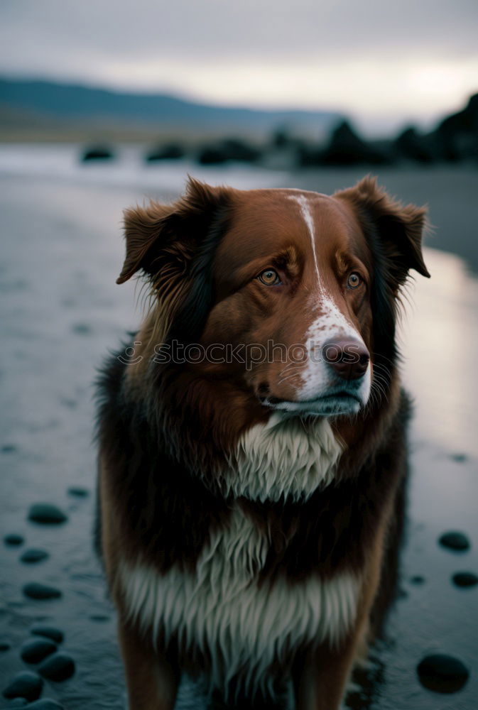 Similar – Image, Stock Photo Dogs running near waving sea