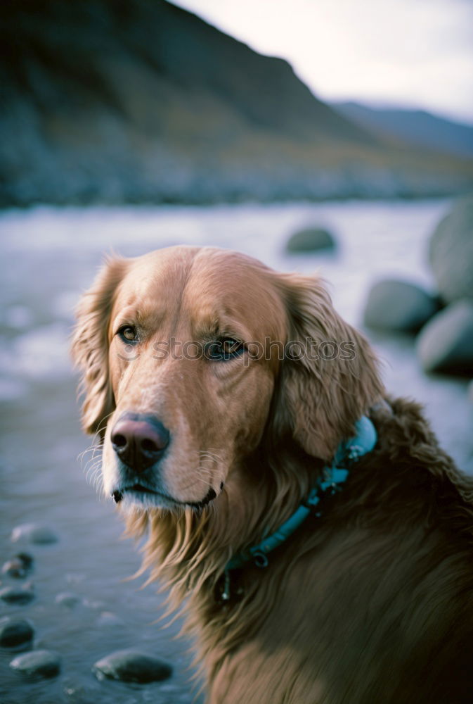 Similar – Funny dog sitting on beach