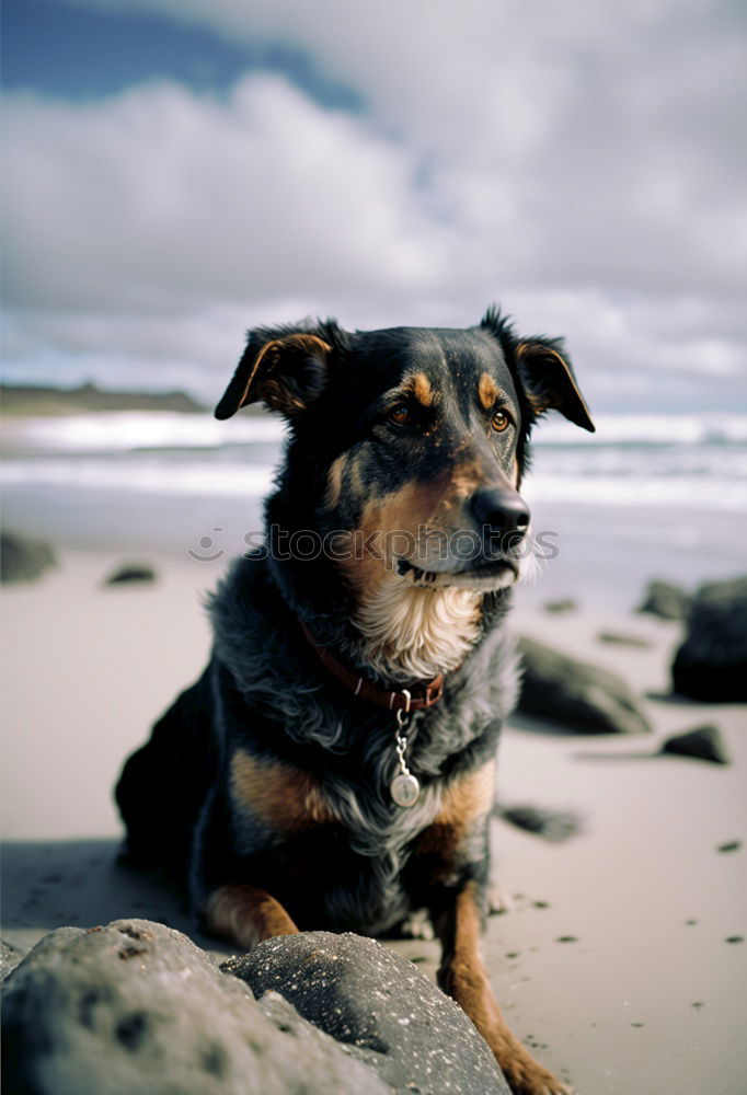 Similar – Image, Stock Photo Boston Terrier Beach Ocean