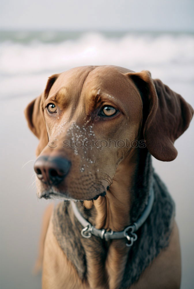 Image, Stock Photo Boston Terrier Beach Ocean