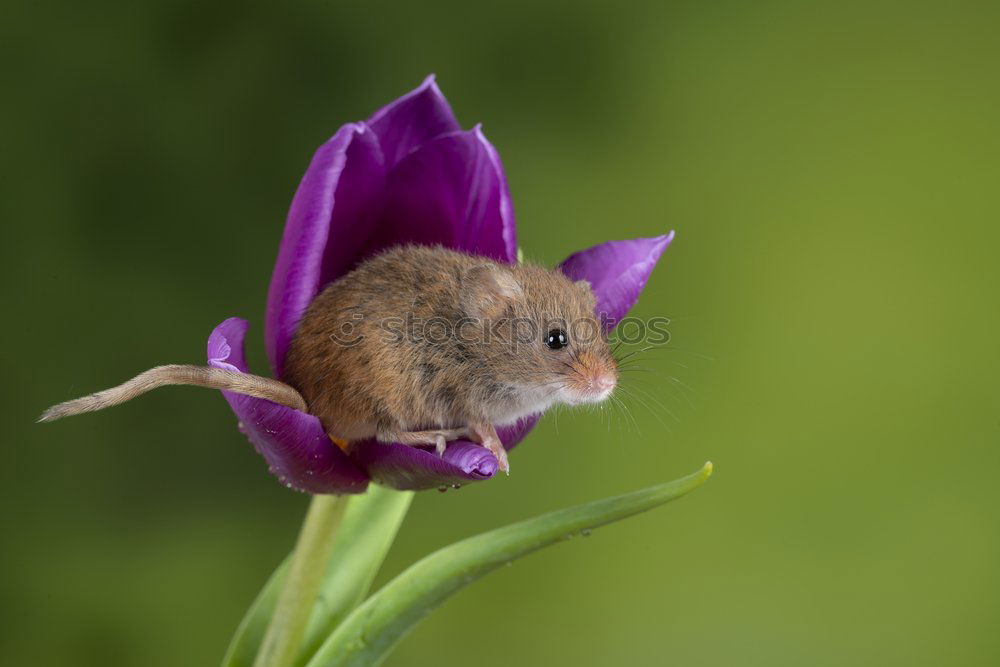 Similar – Image, Stock Photo Mole Face