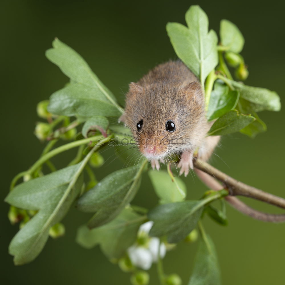 Similar – Image, Stock Photo mouse Nature Animal Pet