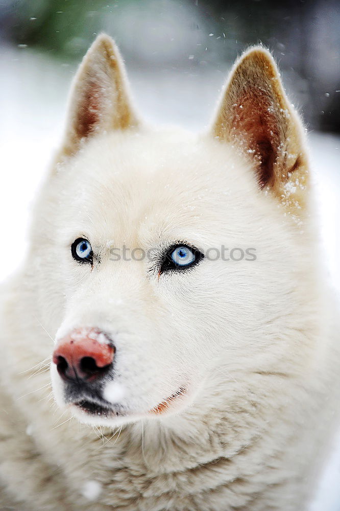 Similar – Image, Stock Photo Alaskan; Malamut; Animal