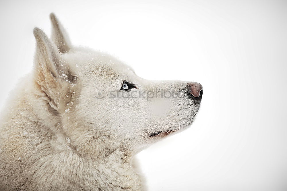 Similar – husky`s eye Dog Husky