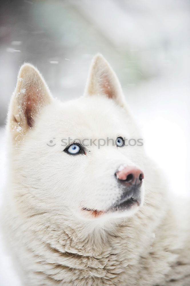 Similar – Image, Stock Photo Alaskan; Malamut; Animal