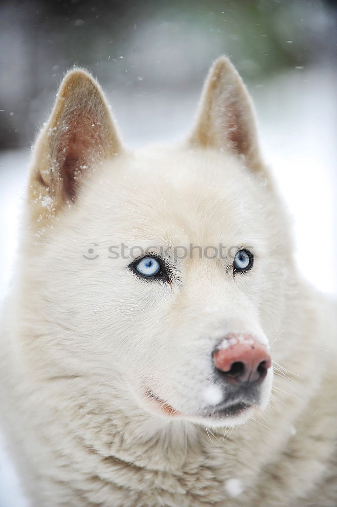 Image, Stock Photo Alaskan; Malamut; Animal