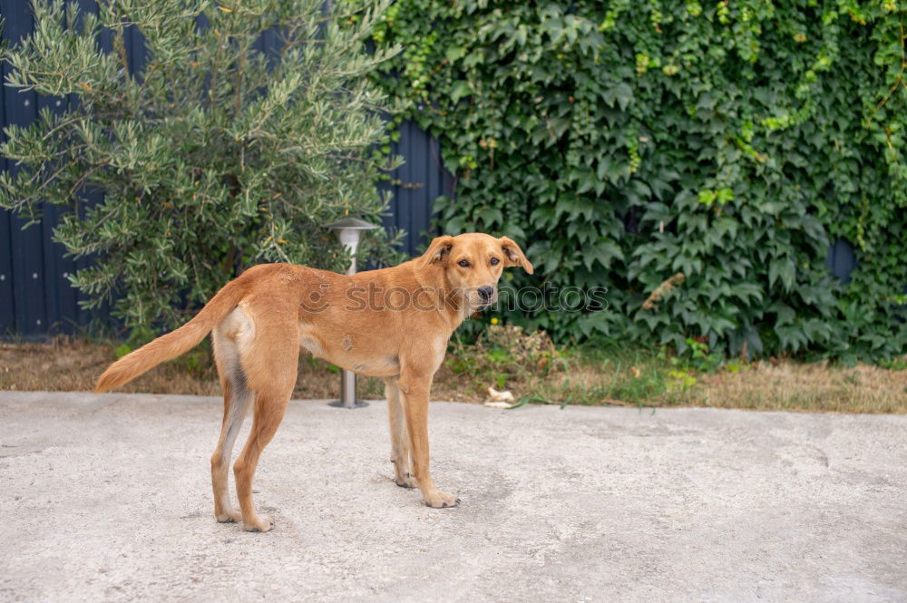 Similar – Image, Stock Photo Call Stanley Animal Dog 1