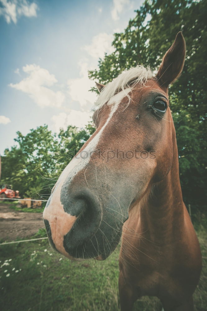 Similar – Lonely. Animal Horse