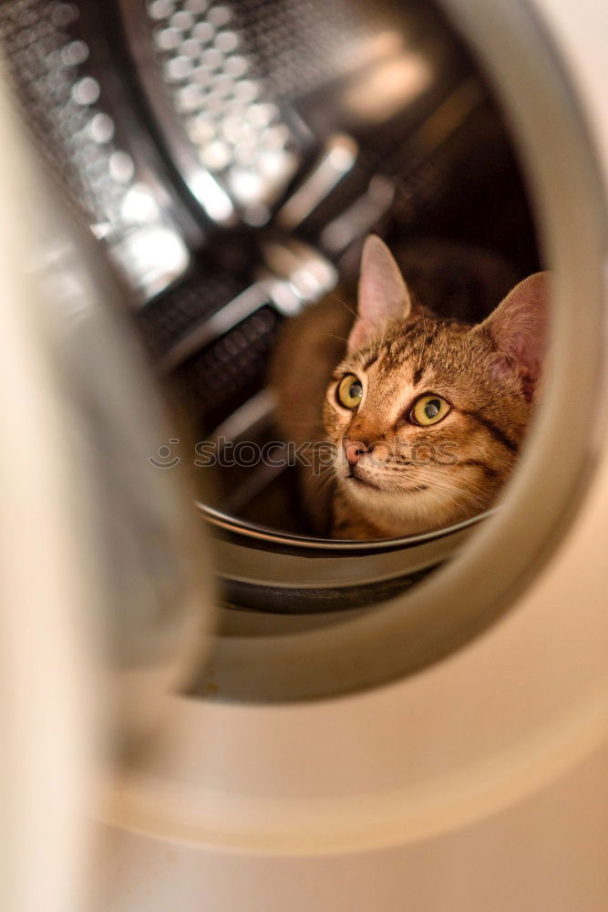 Similar – Image, Stock Photo A white cat lies on the radiator behind a curtain and relaxes