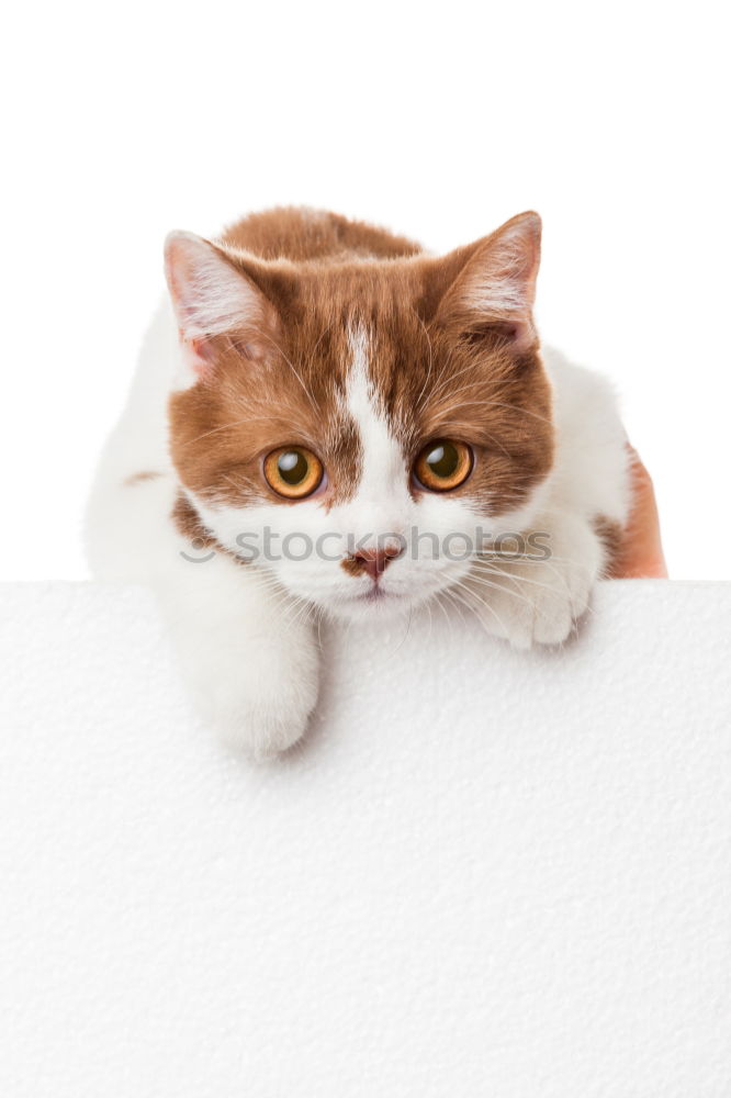 Similar – Image, Stock Photo Malignant Cat Cool (slang)