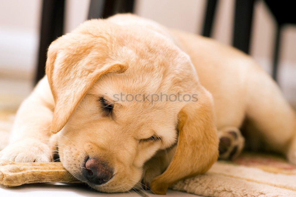 Similar – Image, Stock Photo schwesta siesta Animal Pet