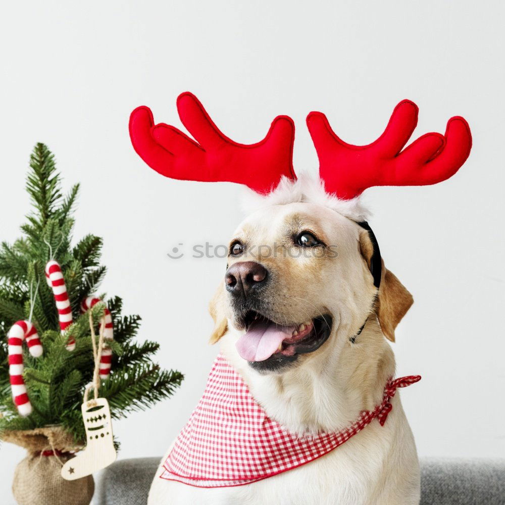 Similar – Dog with antlers at Christmas time