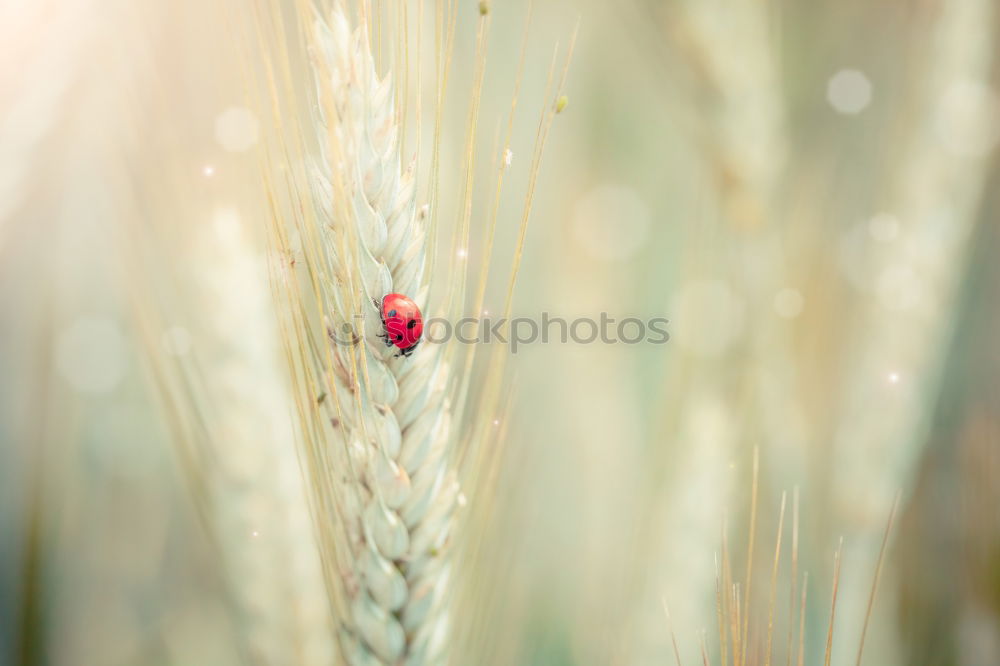 Similar – Image, Stock Photo Autumn Grain Elegant Style