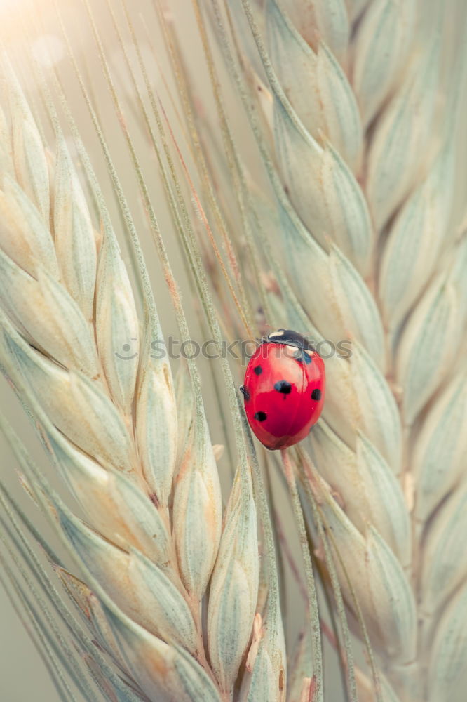 Similar – Image, Stock Photo easter wreath Wood