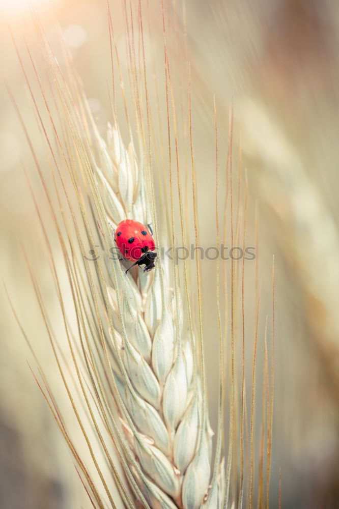 happy beetle Nature Plant