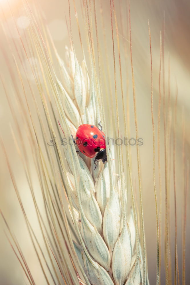 Image, Stock Photo very central placed ladybird