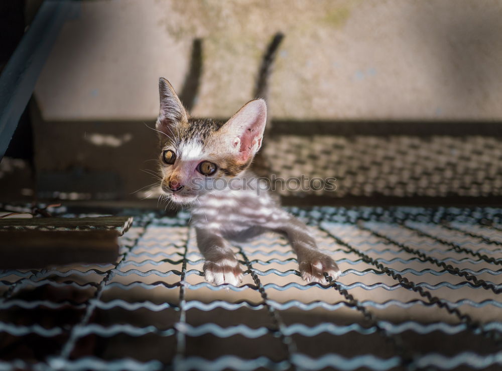 Similar – Little cat playing on the home