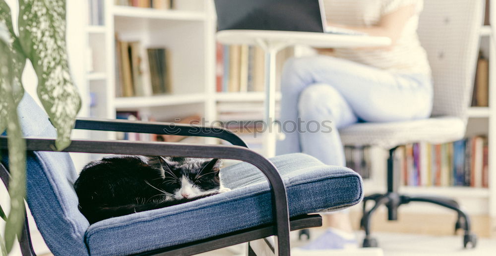 Image, Stock Photo Woman with mobile phone at home