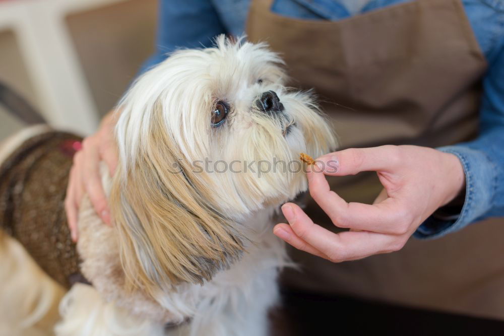 Similar – cute brown toy poodle at home with his owner