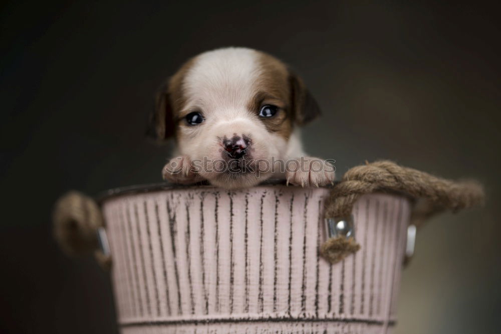 Similar – Foto Bild Wackeldackel Dackel Hund