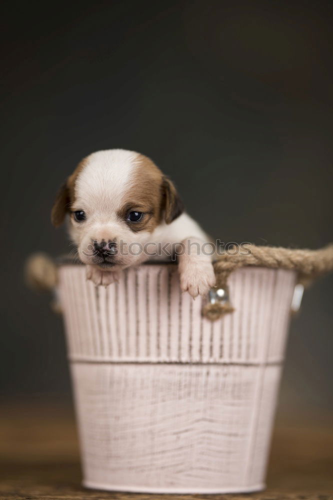 Similar – Image, Stock Photo Boston Terrier puppy at the excursion