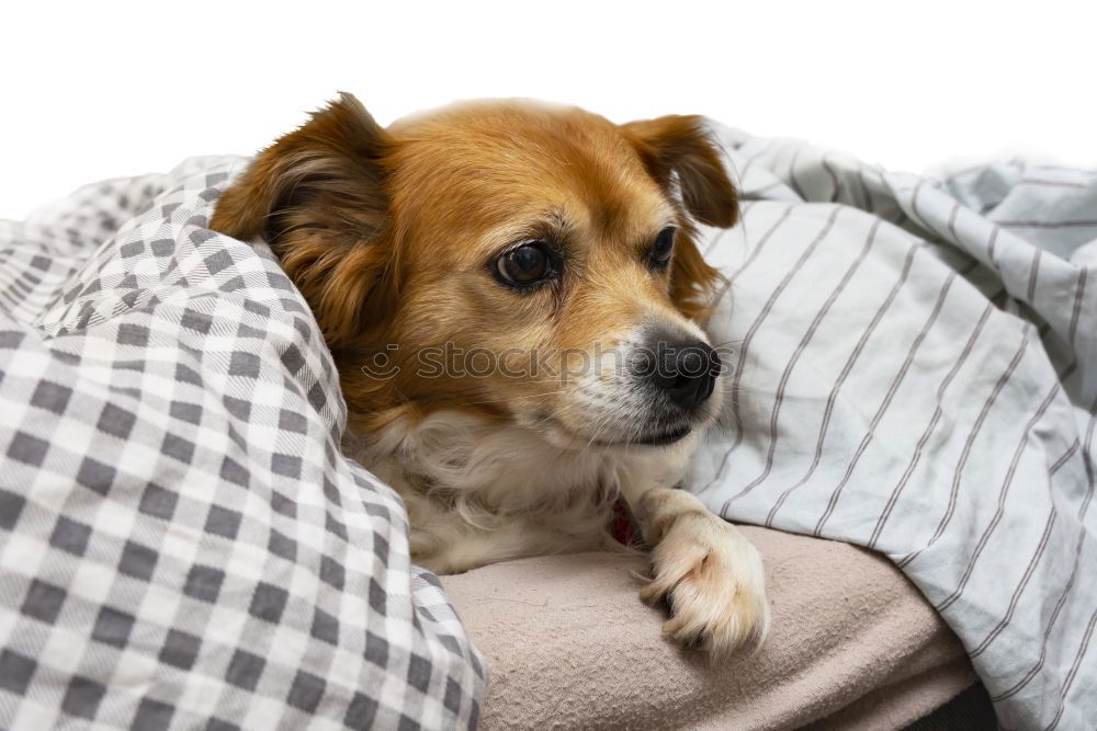 Similar – cute brown toy poodle at home with his owner