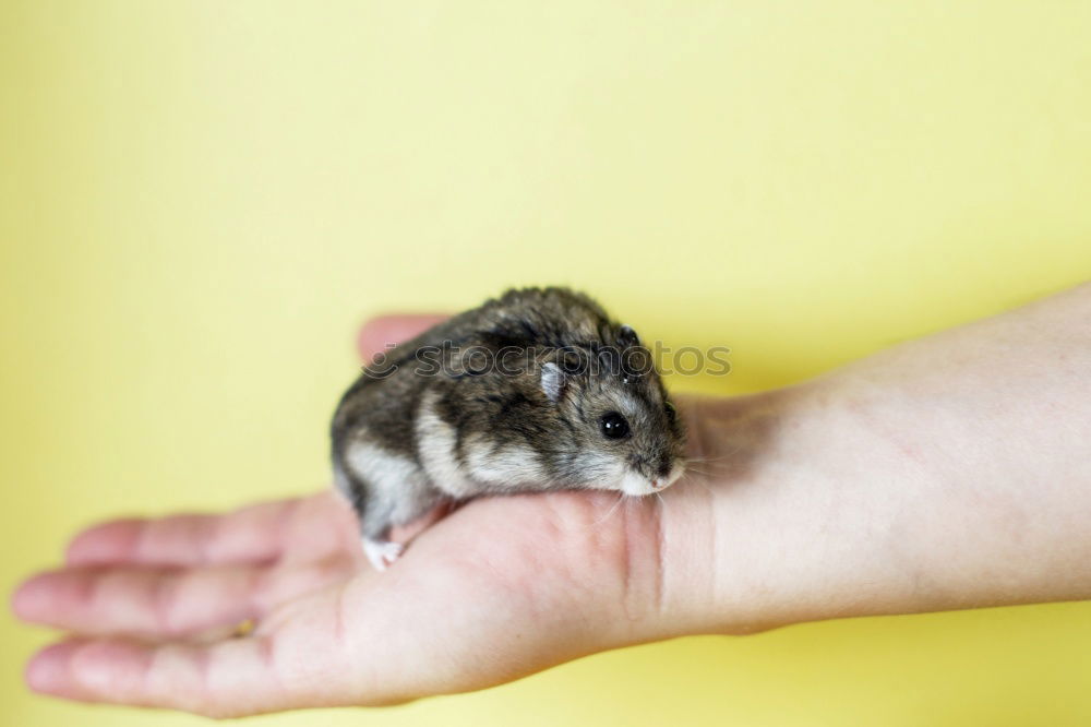 Similar – mouse and hand Hand