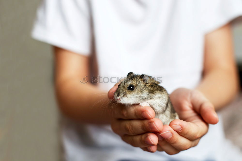 Similar – Girl cuddles with rabbit