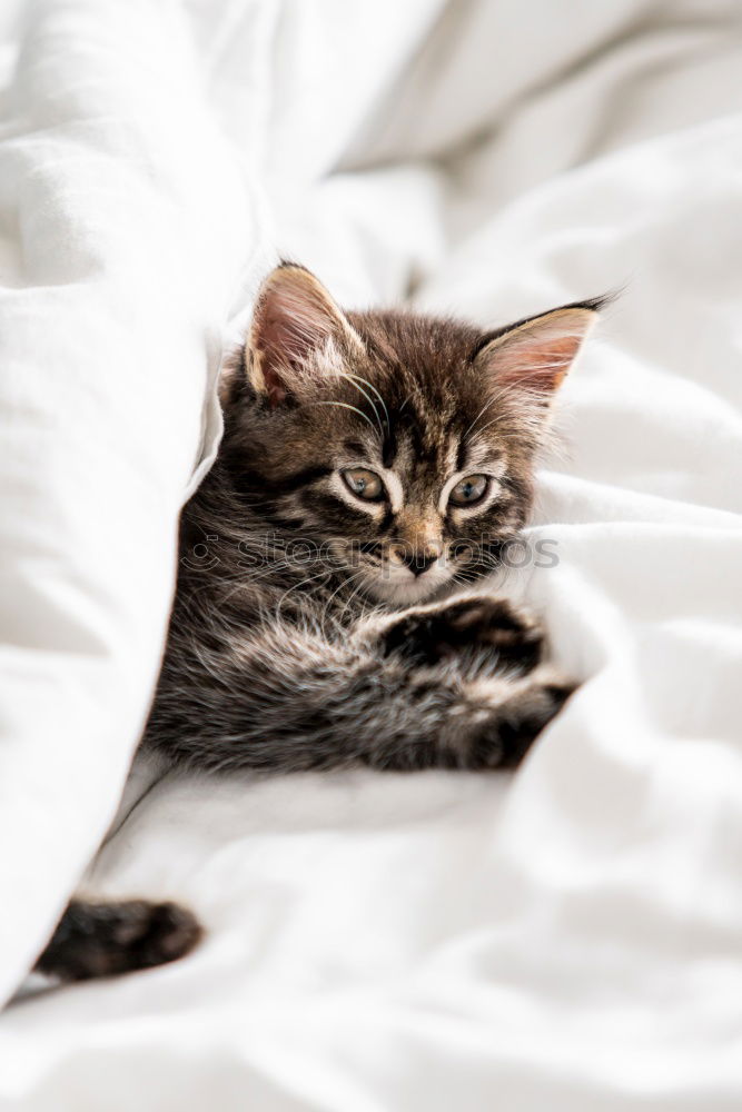 Similar – Image, Stock Photo Sweet funny cat in cat basket