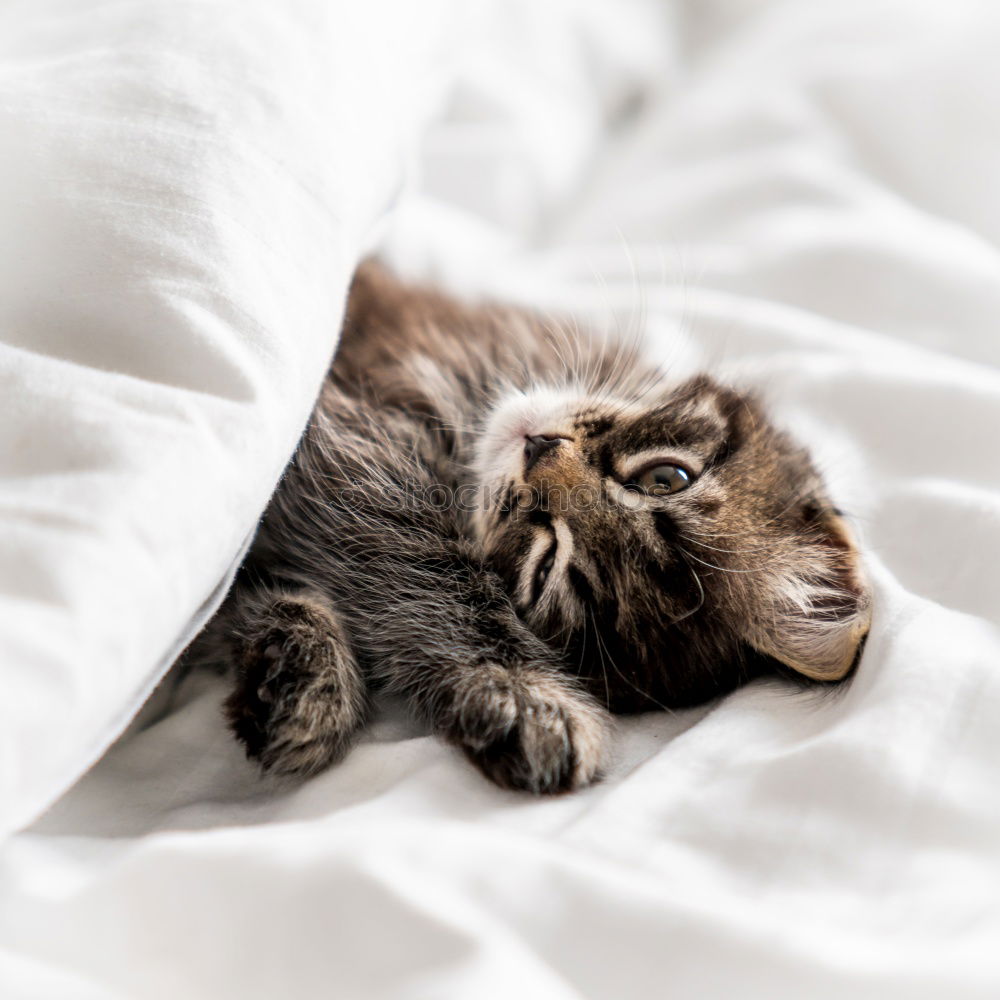 Similar – Image, Stock Photo Sweet funny cat in cat basket