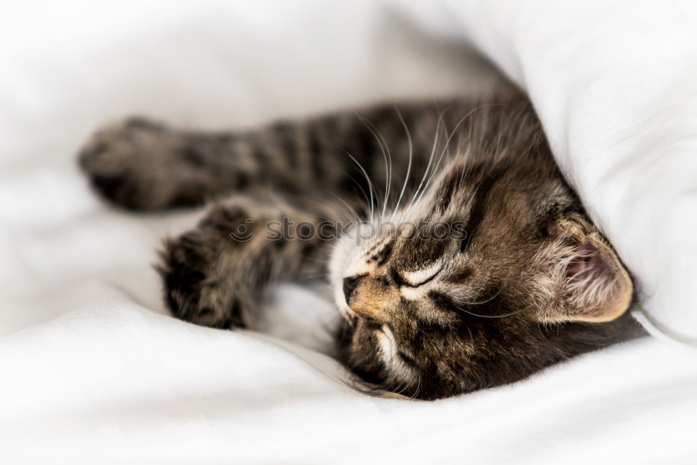 Similar – Image, Stock Photo Sweet funny cat in cat basket