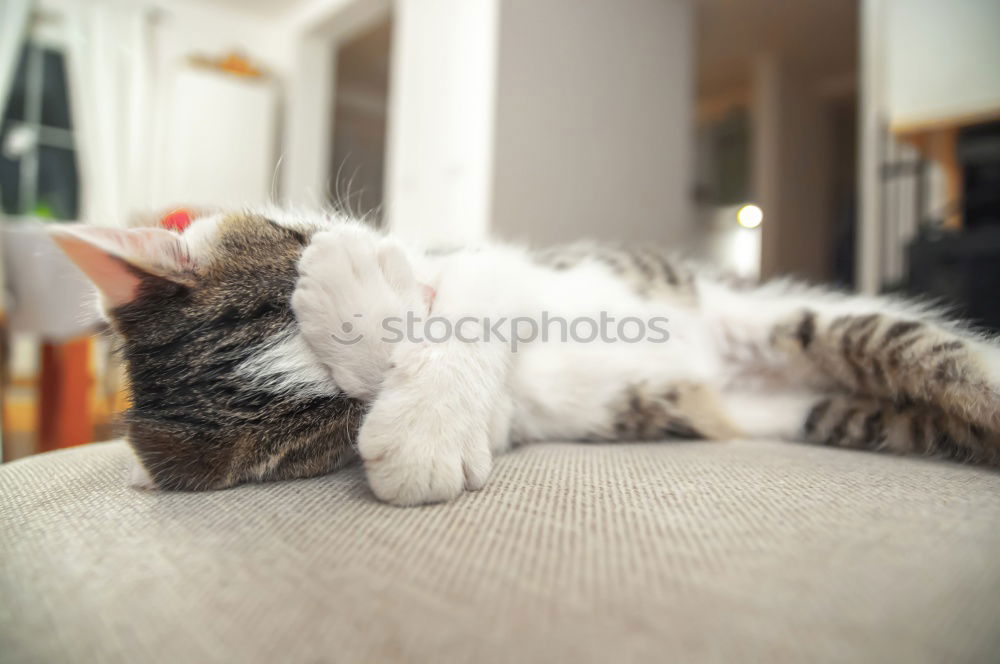 Similar – Siesta Tier Haustier Katze