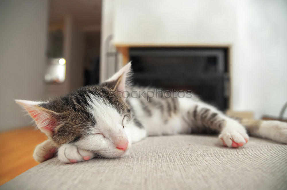 Similar – Cat sleeping in basket