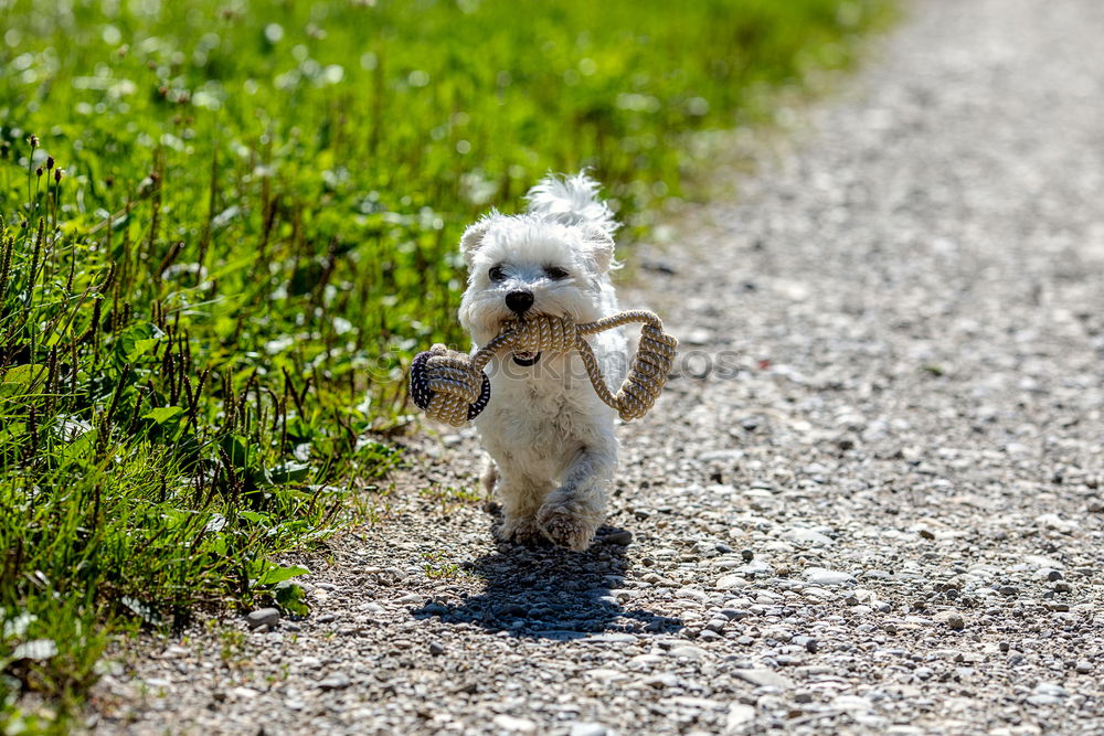 Similar – Paw way! Grass Roadside