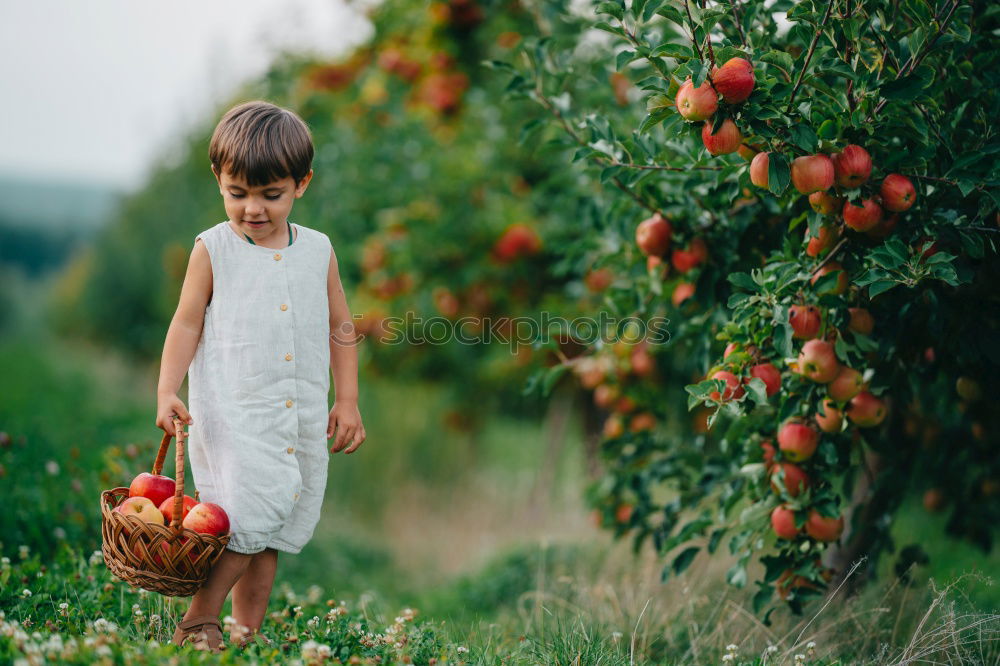 Similar – . Frucht Apfel Bioprodukte