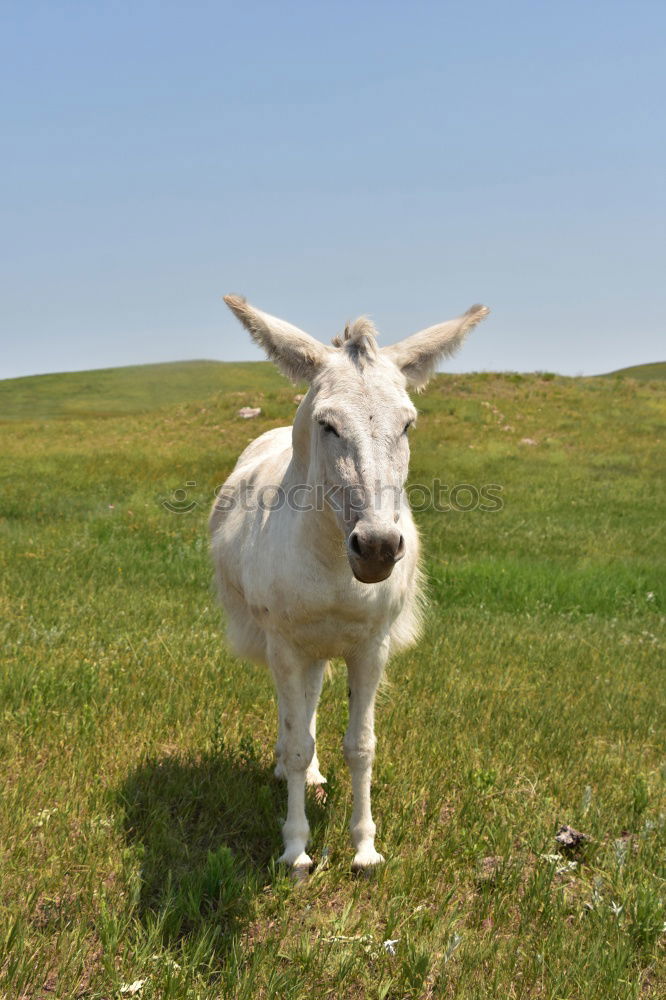 Similar – Image, Stock Photo floppy ears Animal