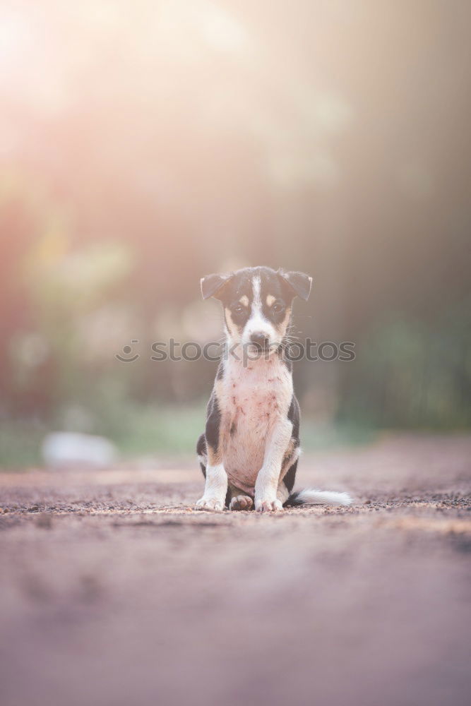 Similar – Image, Stock Photo Boston Terrier Joy