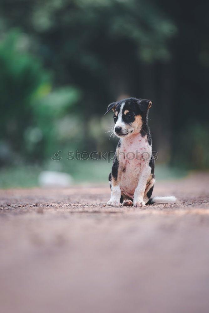 Boston Terrier Portrait