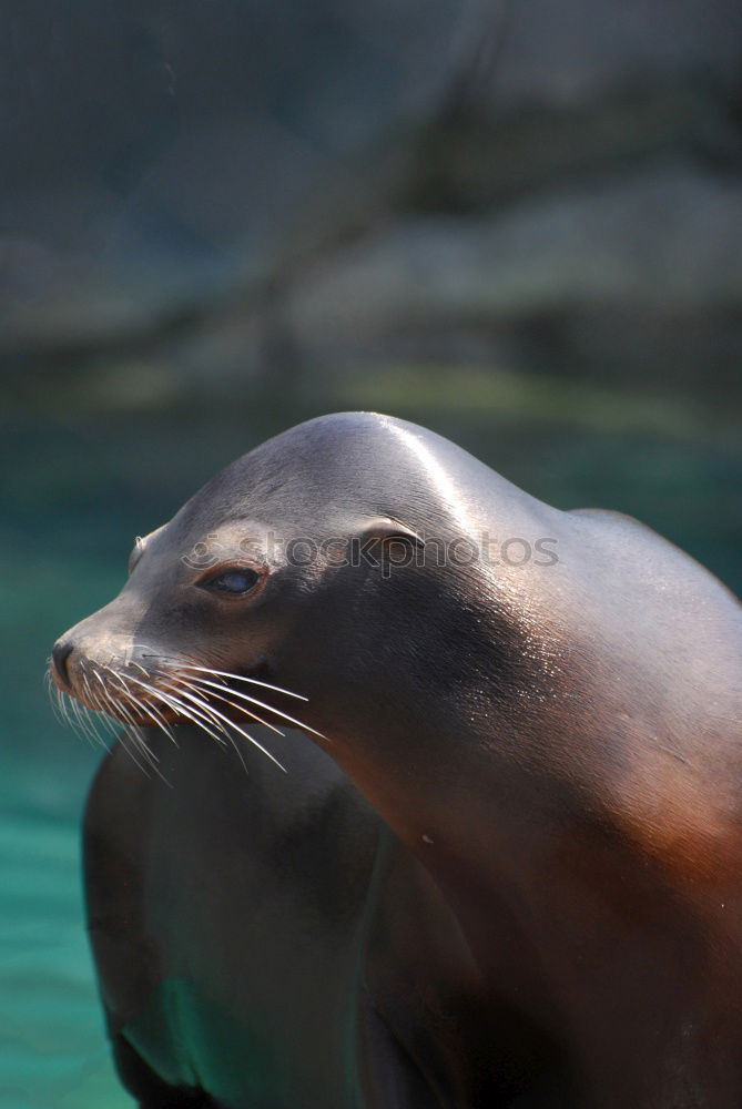 Similar – swimming penguin, humboldt penguin