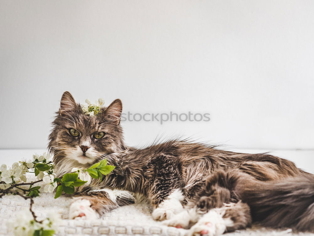 Similar – Image, Stock Photo Katze zwischen Blumen