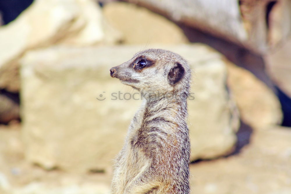 Similar – Meerkat or Suricate (Suricata Suricatta) in Africa