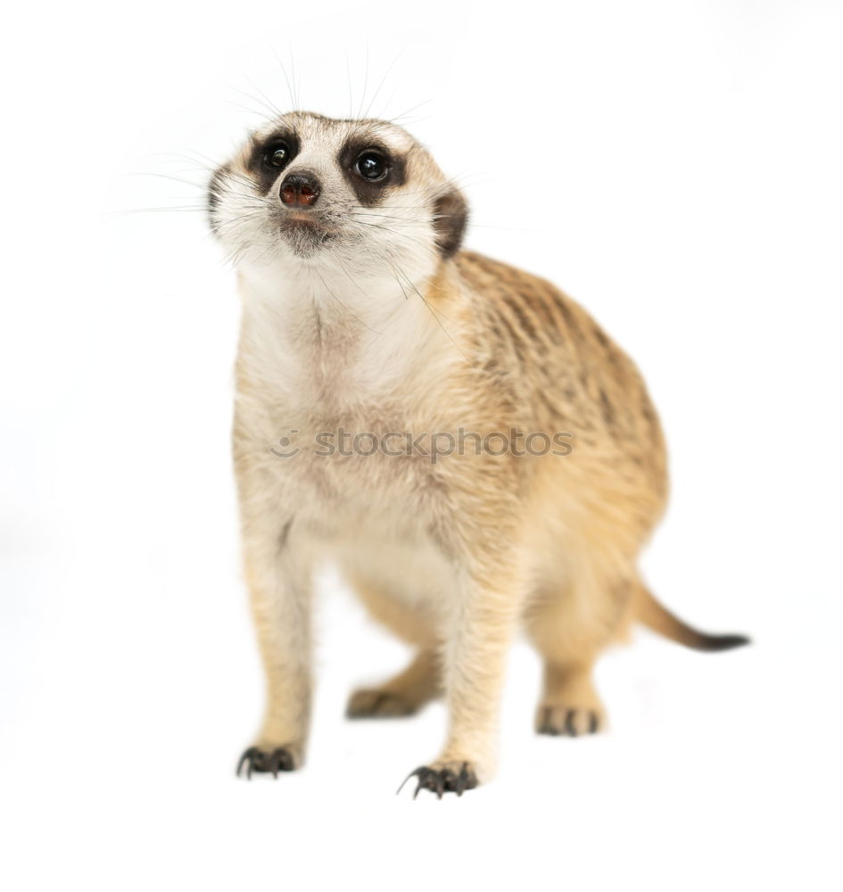 Similar – Image, Stock Photo Plush Ferret Animal