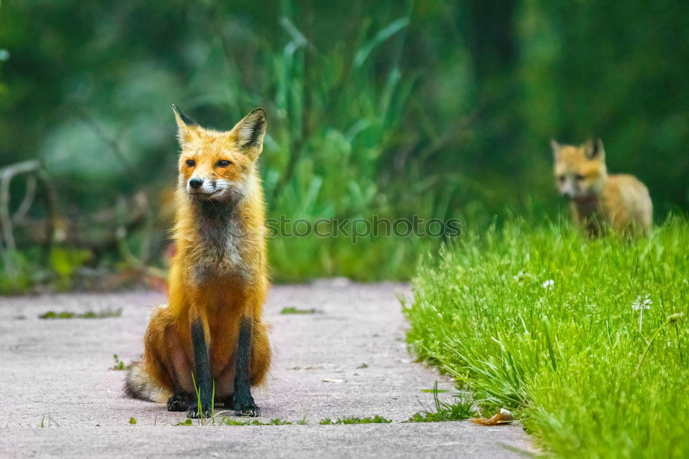 Similar – cute red fox cub looking at camera