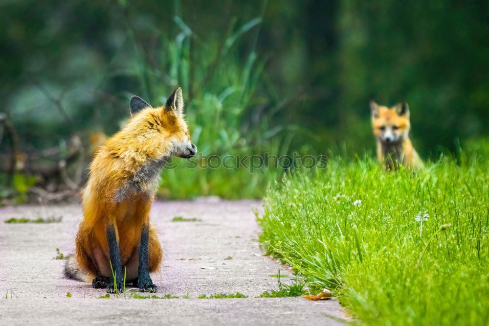 Similar – Image, Stock Photo Followers on the heels