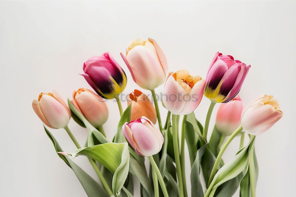 Similar – 5 tulips Tulip Red Green