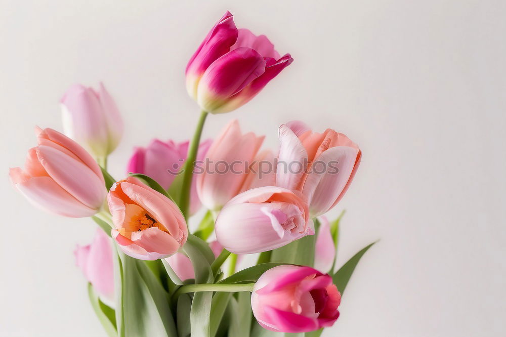 Similar – Image, Stock Photo Shopping bag with beautiful tulips