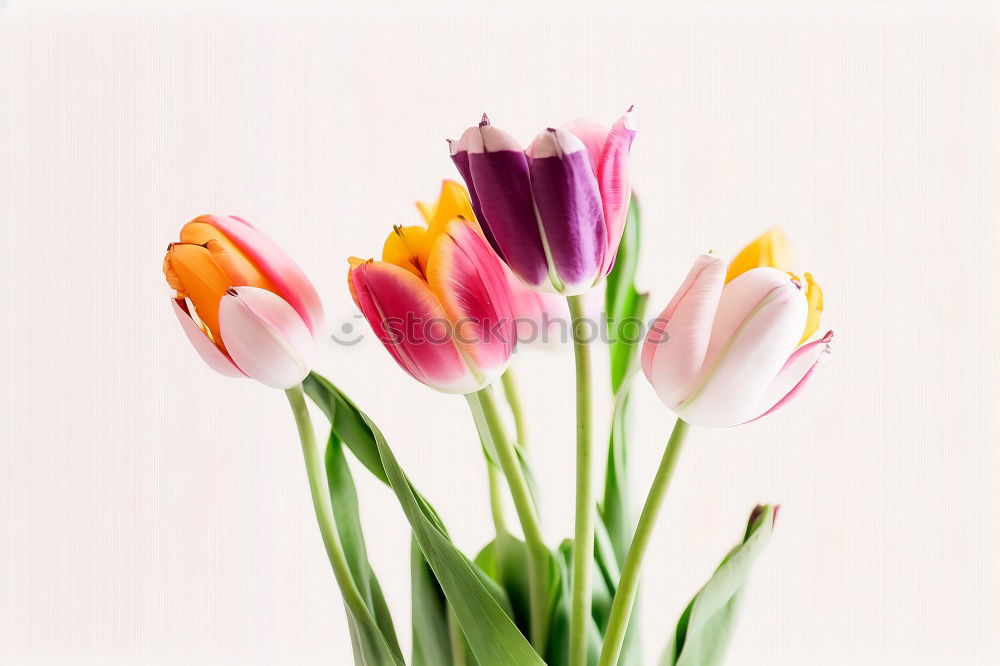 Similar – Tulip flowers on wooden background