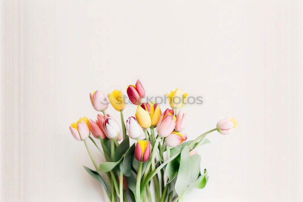 Similar – Red Tulips Bouquet On Wood Table